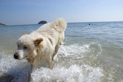 Samoyed dog