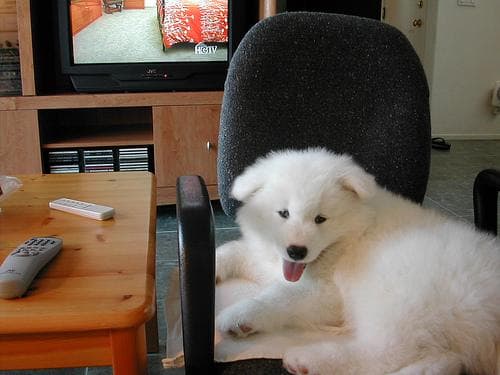 Samoyed dog