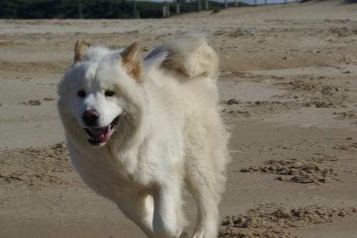 Samoyed dog