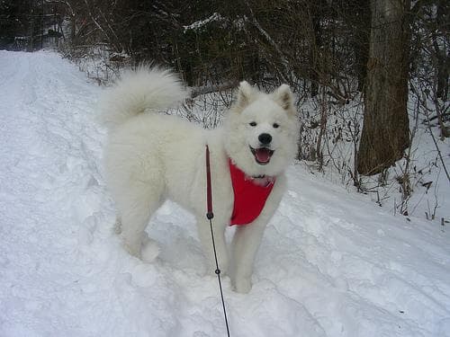 Samoyed
