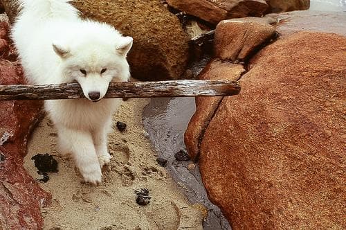 Samoyed dog