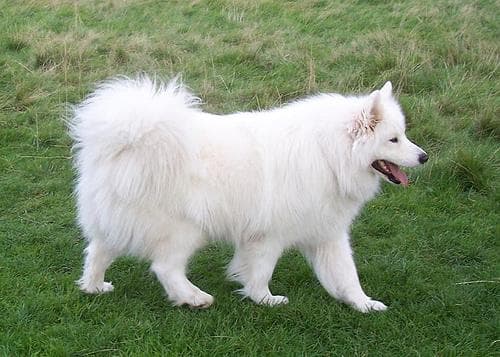 Winter Dog Care Essentials: Complete Cold Weather Guide