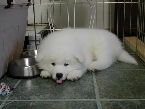 Samoyed