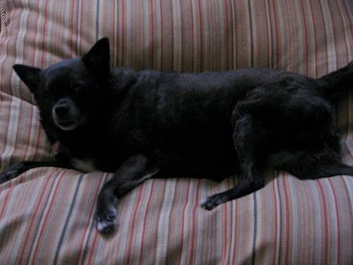 Schipperke dog