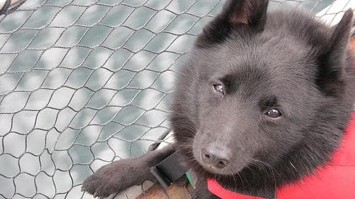 Schipperke dog