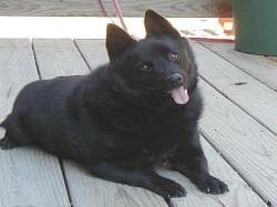 Schipperke dog
