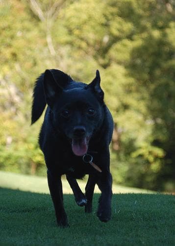 Schipperke