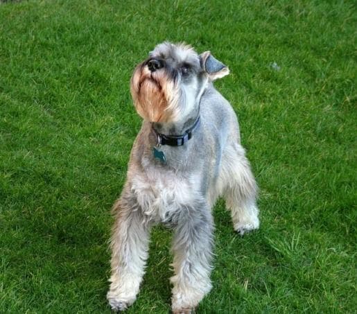 Schnauzer