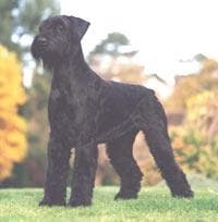 Schnauzer dog
