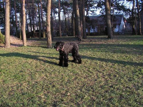 Schnauzer Giant dog