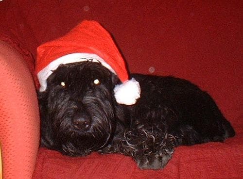 Schnauzer Giant dog