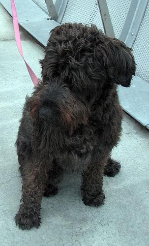 Schnauzer dog