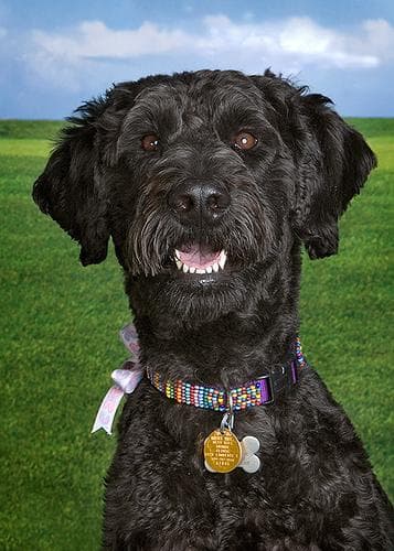 Schnauzer Giant dog