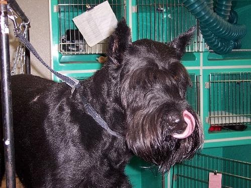 Schnauzer dog