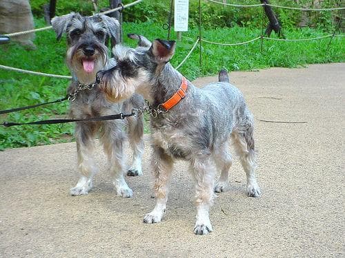 Schnauzer Miniature dog
