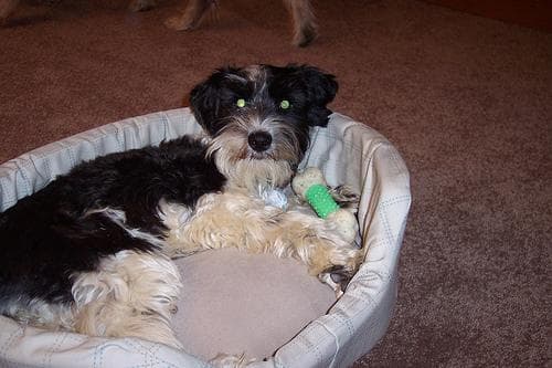 Schnauzer Miniature