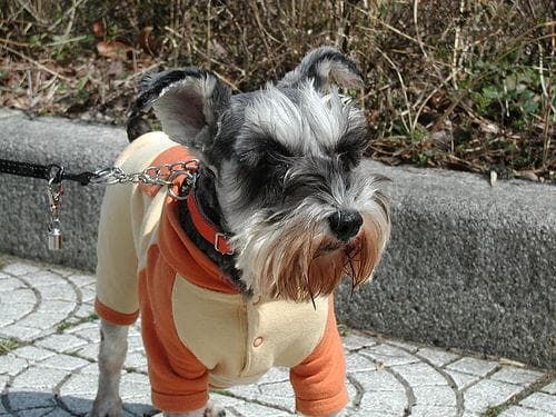 Schnauzer Miniature dog