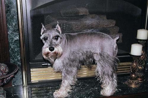 Schnauzer Miniature dog