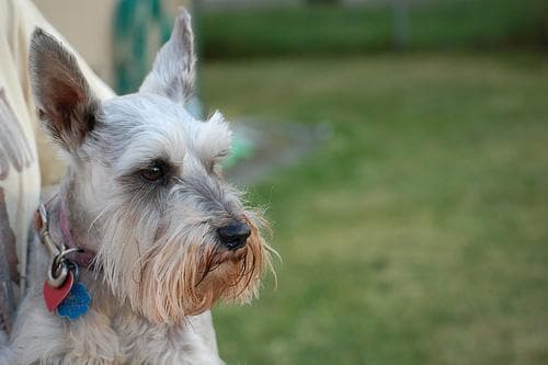 Schnauzer Miniature