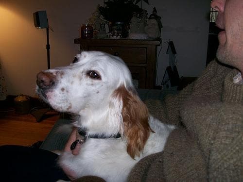 Setter English dog