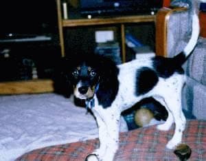 Setter English dog