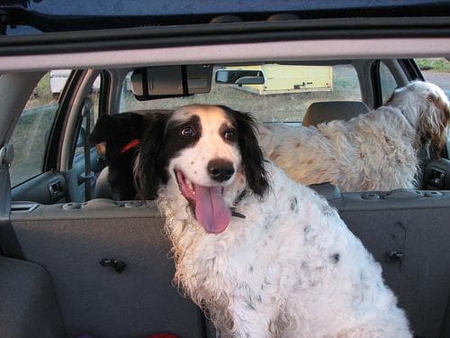 Setter dog