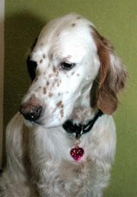 Setter dog