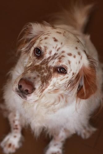 Setter dog