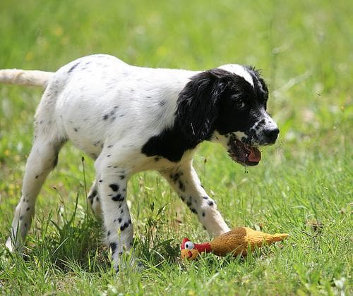 Setter English