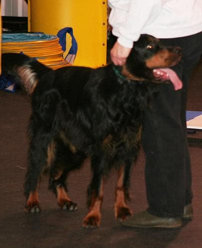 Setter Gordon dog