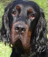 Setter Gordon dog