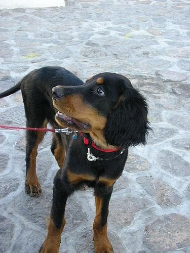 Setter Gordon dog