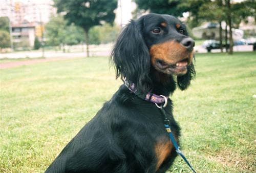 Setter Gordon dog