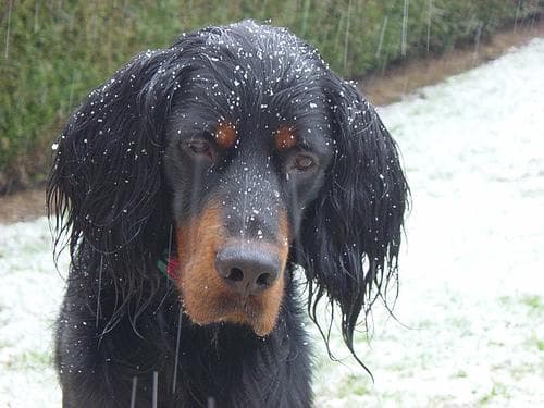 Setter