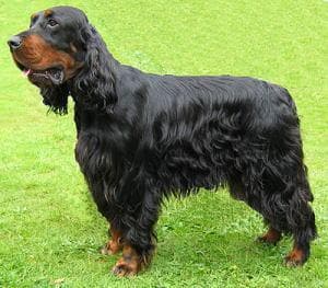 Setter Gordon