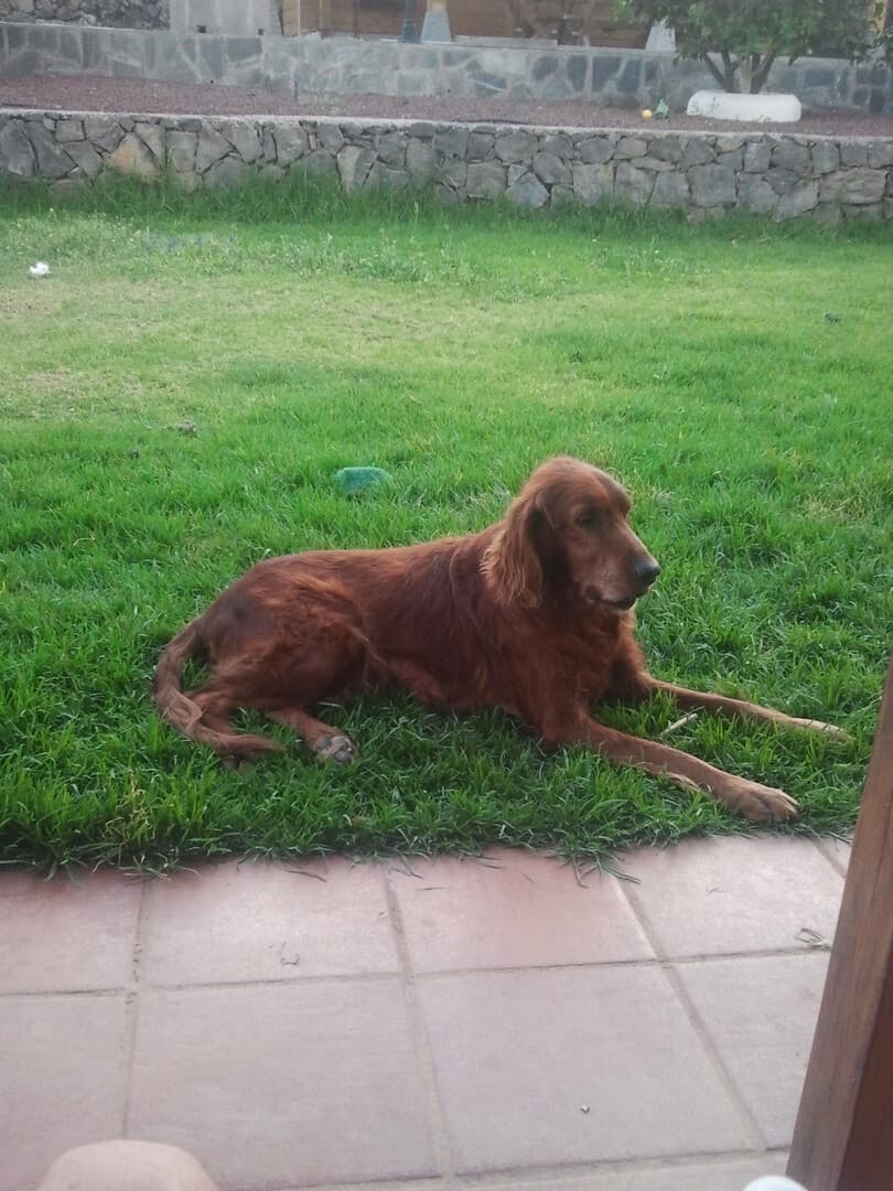 Setter Irish