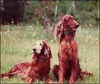 Setter Irish dog