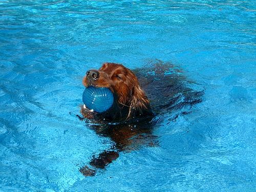 Setter Irish dog