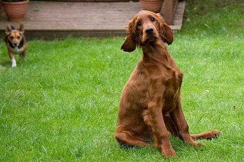Setter Irish dog