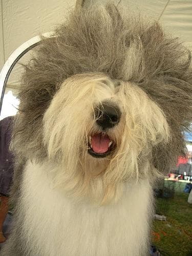 Sheepdog English dog