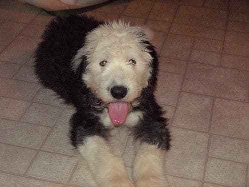 Sheepdog English dog
