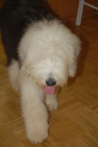 Sheepdog dog