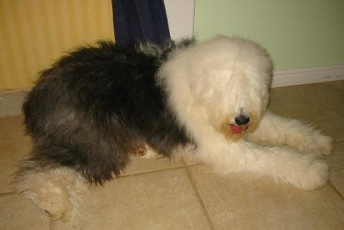 Sheepdog English