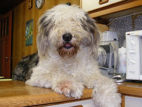 Sheepdog dog
