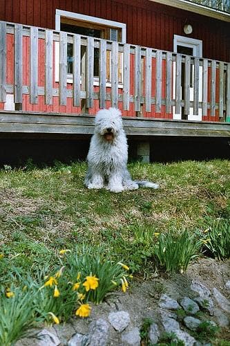 Sheepdog dog