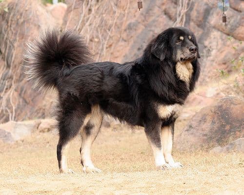 Sheepdog Indian