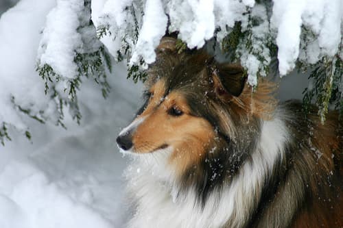 Sheepdog Shetland dog
