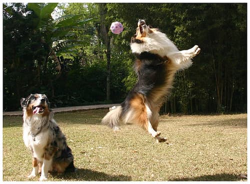 Sheepdog Shetland dog