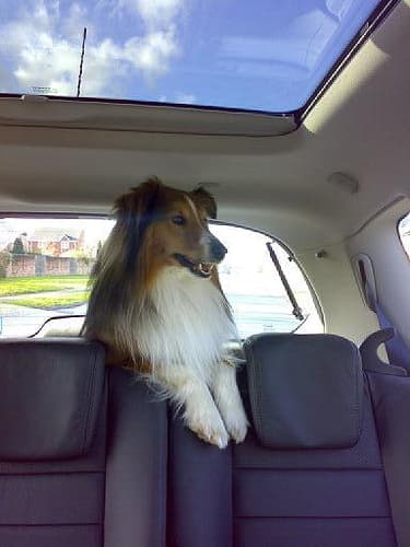 Sheepdog Shetland dog