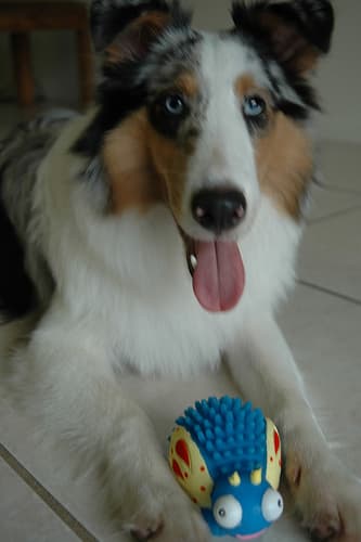 Sheepdog Shetland